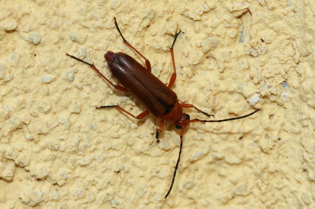 Cerambycidi in terrazza 1: Pedostrangalia revestita